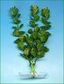Akvarijní rostlina Moneywort  13-16cm
