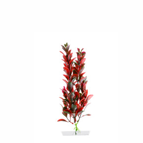 Red Ludwigia  25 - 28cm